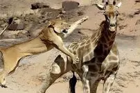 ( ویدیو) له شدن شیر، زیر دست و پای زرافه 