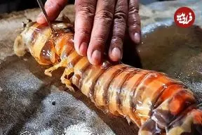 ببینید| غذای خیابانی در اندونزی؛ پخت دو غذای سنتی با میگوی مانتیس در جاکارتا