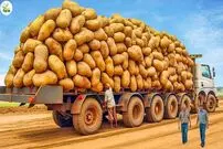 (ویدئو) فرآیند کاشت، پرورش، برداشت و فرآوری هزاران تن سیب زمینی