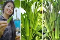 (ویدئو) چگونه در خانه بامیه بکاریم و 5 کیلو برداشت کنیم؟