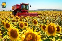 ببینید؛ روغن آفتابگردان چگونه تولید می شود؟