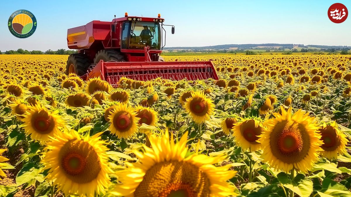 ببینید؛ روغن آفتابگردان چگونه تولید می شود؟