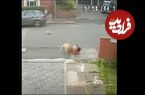 ( ویدیو) حمله سگ پیتبول به پسر بچه 