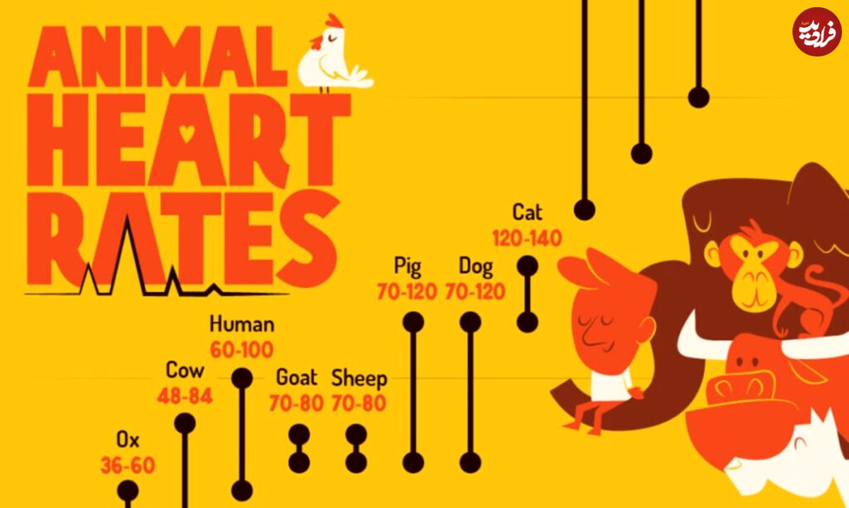 (اینفوگرافیک) مقایسه‌ تعداد ضربان قلب ۱۵ حیوان مختلف در حالت استراحت