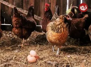 ببینید؛ مرغ‌ها در مرغداری‌های ایران دارند خودشان را می‌خورند