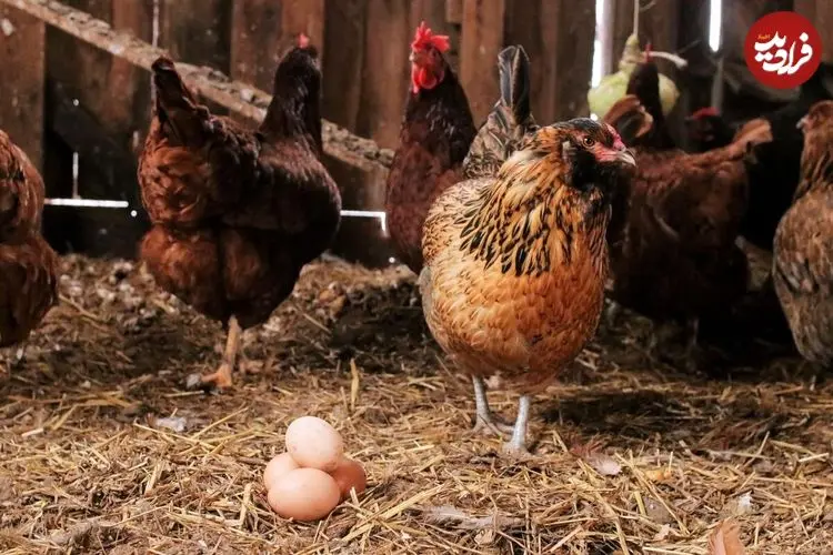 ببینید؛ مرغ‌ها در مرغداری‌های ایران دارند خودشان را می‌خورند