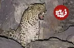 ببینید| سلطان دماوند انتخاب شد