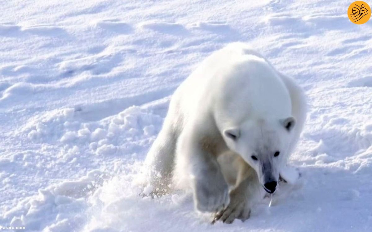 (ویدئو) لحظه شکار گوزن شمالی توسط خرس قطبی