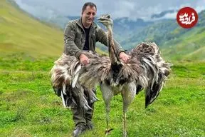 ببینید| غذای روستایی در آذربایجان؛ کباب کردن شترمرغ کامل در تنور زیر زمینی