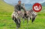 ببینید| غذای روستایی در آذربایجان؛ کباب کردن شترمرغ کامل در تنور زیر زمینی