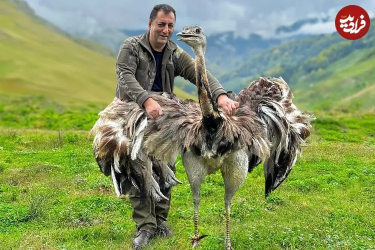 ببینید| غذای روستایی در آذربایجان؛ کباب کردن شترمرغ کامل در تنور زیر زمینی