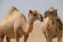 چرا «شیر شتر» به مهم‌ترین نوشیدنی جهان تبدیل خواهد شد؟