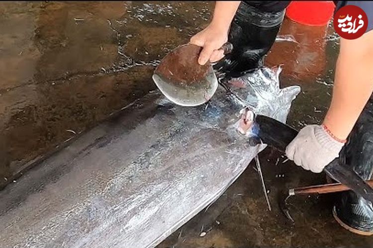 ببینید؛ برش و فیله کردن ماهی مارلین غول پیکر توسط صیاد ماهر تایوانی 