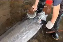 ببینید؛ برش و فیله کردن ماهی مارلین غول پیکر توسط صیاد ماهر تایوانی 