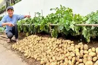 (ویدئو) چگونه در پشت بام خانه 10 عدد سیب زمینی بکاریم و 50 کیلو برداشت کنیم؟
