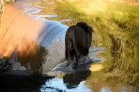 ببینید| سقوط شیر نر به داخل آبشار با اذیت و آزار گردشگران