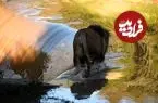 ببینید| سقوط شیر نر به داخل آبشار با اذیت و آزار گردشگران