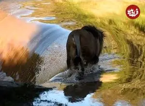 ببینید| سقوط شیر نر به داخل آبشار با اذیت و آزار گردشگران