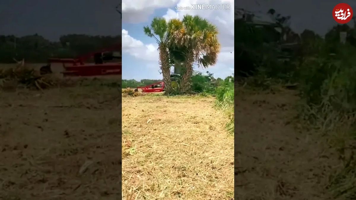 (ویدئو) دستگاهی شگفت انگیز برای هرس کردن درخت