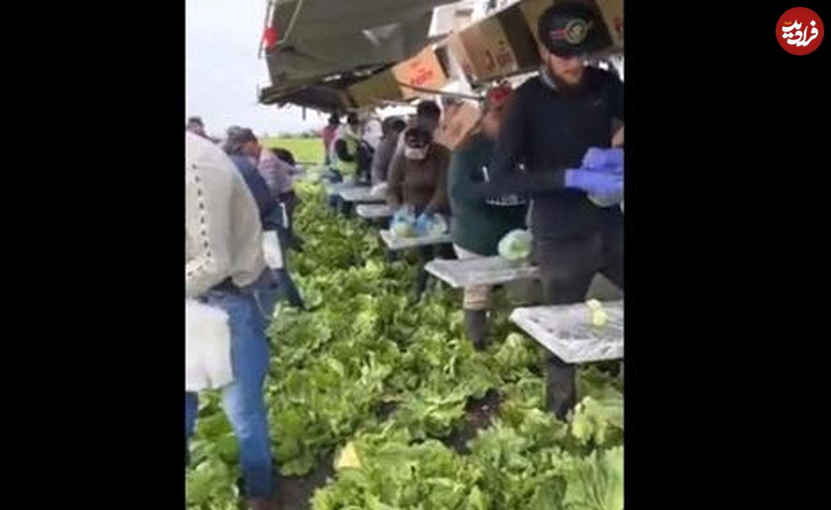 ( ویدیو) کار تیمی جالب در مزارع کلم ! 