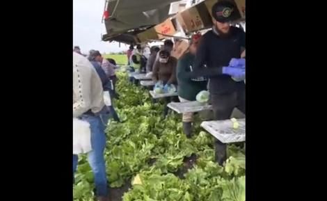 ( ویدیو) کار تیمی جالب در مزارع کلم ! 