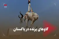(ویدیو) گاوهای پرنده در پاکستان!