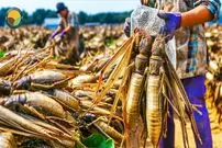 ببینید؛ نگاهی به مراحل پرورش میلیاردها جیرجیرک برای تولید گوشت و پودر پروتئین