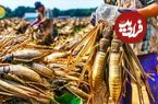 ببینید؛ نگاهی به مراحل پرورش میلیاردها جیرجیرک برای تولید گوشت و پودر پروتئین