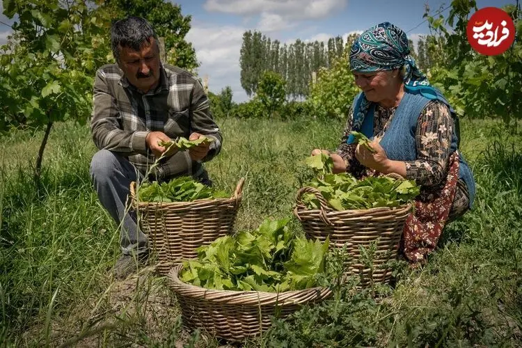 ببینید| غذای روستایی در آذربایجان؛ پخت دلمه با گوشت گاو