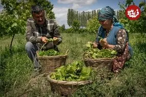 ببینید| غذای روستایی در آذربایجان؛ پخت دلمه با گوشت گاو