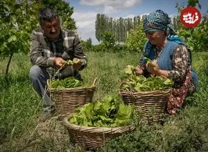 ببینید| غذای روستایی در آذربایجان؛ پخت دلمه با گوشت گاو