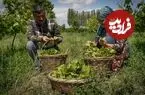 ببینید| غذای روستایی در آذربایجان؛ پخت دلمه با گوشت گاو