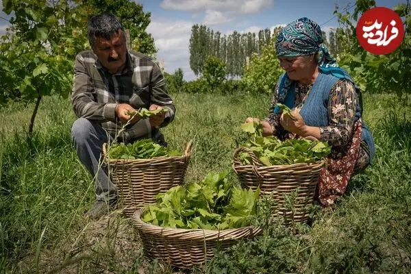 ببینید| غذای روستایی در آذربایجان؛ پخت دلمه با گوشت گاو