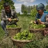ببینید| غذای روستایی در آذربایجان؛ پخت دلمه با گوشت گاو