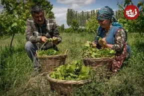 ببینید| غذای روستایی در آذربایجان؛ پخت دلمه با گوشت گاو
