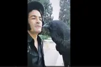 (ویدئو) این کلاغ ایرانی بهتر از طوطی کاسکو حرف می زند!