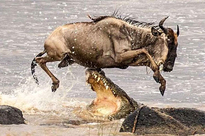 (ویدیو) لحظه حمله ناموفق کروکودیل به یک گاو وحشی آفریقایی در ساحل رودخانه
