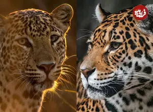 چرا جگوار سلطان تالاب هاست و پلنگ پادشاه درختان؟ (+اینفوگرافیک)