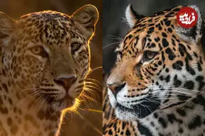 چرا جگوار سلطان تالاب هاست و پلنگ پادشاه درختان؟ (+اینفوگرافیک)