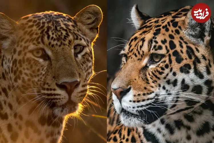 چرا جگوار سلطان تالاب هاست و پلنگ پادشاه درختان؟ (+اینفوگرافیک)