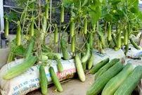 (ویدئو) نحوه پرورش و برداشت خیار با استفاده از گونی های قدیمی در تراس