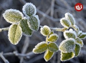 عکس؛ یخ‌بندان در انتظار مردم ۲۵ شهر کشور