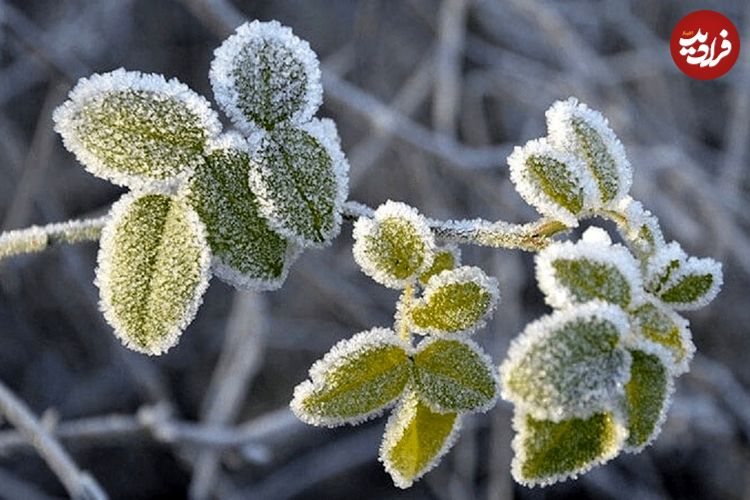 عکس؛ یخ‌بندان در انتظار مردم ۲۵ شهر کشور