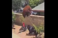 ( ویدیو) تلاش ناموفق یک خرس برای ورود به خانه از روی دیوار 
