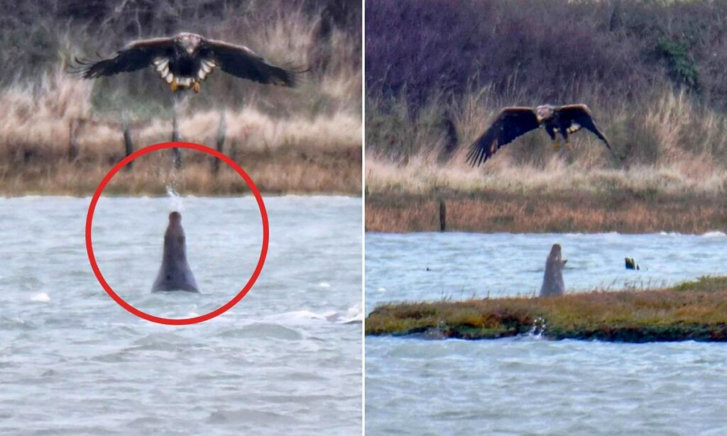 (تصاویر) تلاش عجیب یک فُک دریایی که با تُف کردن آب مانع شکار ماهی‌ها توسط عقاب می‌شود!