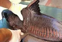 ببینید| غذای خیابانی در تایلند؛ تهیه ساندویچ با گربه ماهی بزرگ در بانکوک