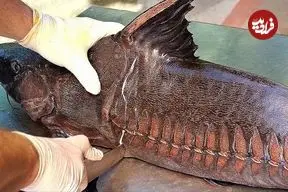 ببینید| غذای خیابانی در تایلند؛ تهیه ساندویچ با گربه ماهی بزرگ در بانکوک