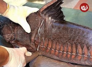 ببینید| غذای خیابانی در تایلند؛ تهیه ساندویچ با گربه ماهی بزرگ در بانکوک