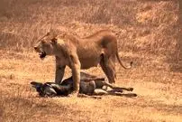 ببینید؛ لحظه‌ای تلخ برای گوساله؛ گله رهایش کرد تا شکار شیر شود