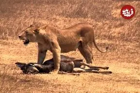 ببینید؛ لحظه‌ای تلخ برای گوساله؛ گله رهایش کرد تا شکار شیر شود